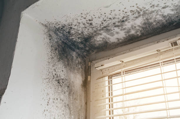 Mold Removal service in Holbrook