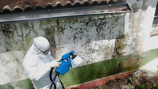Mold Remediation service in Holbrook, Holbrook, AZ
